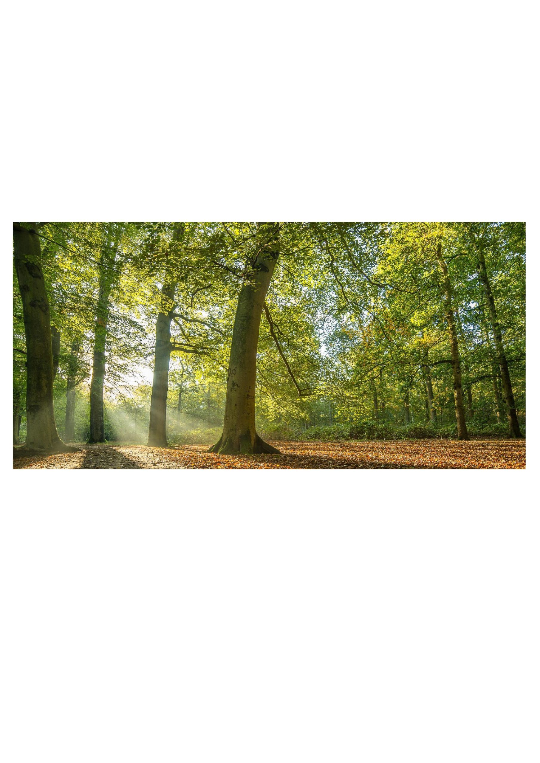 foret chasse nature-page-001