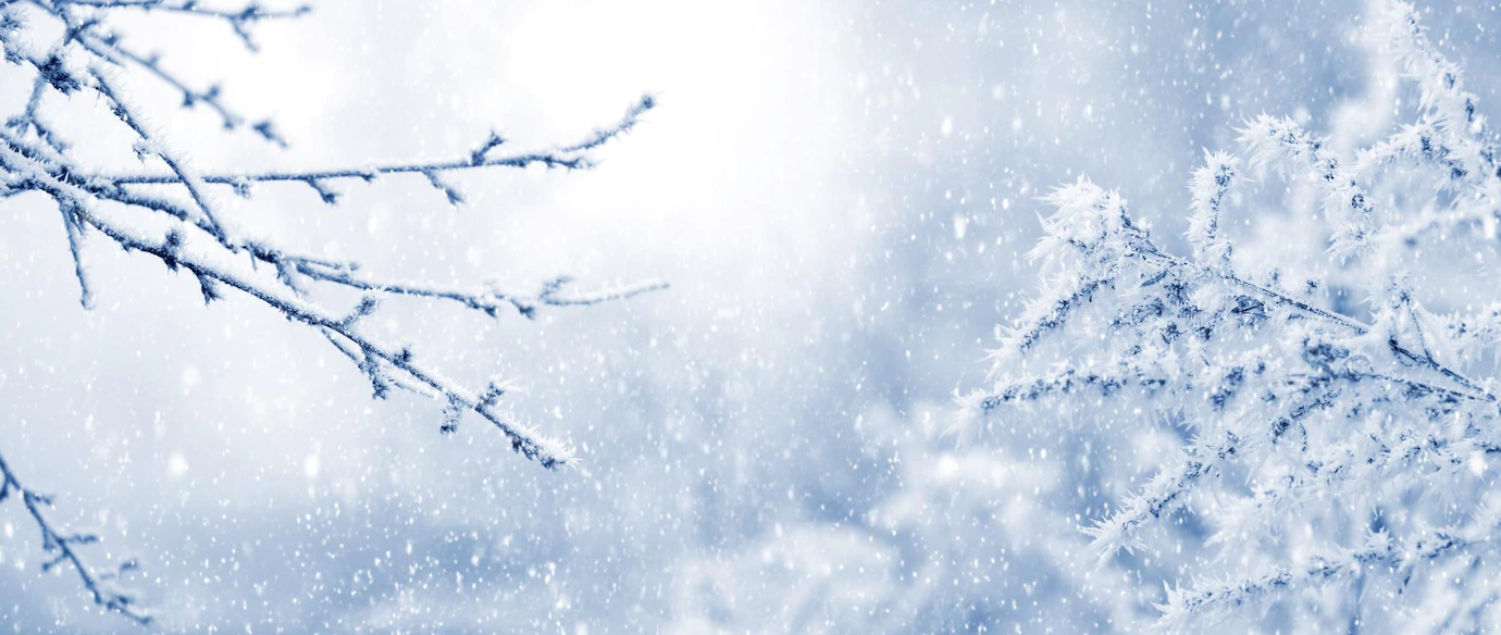 fond-noel-du-nouvel-an-hiver-plantes-enneigees-lors-chute-neige_199743-9737