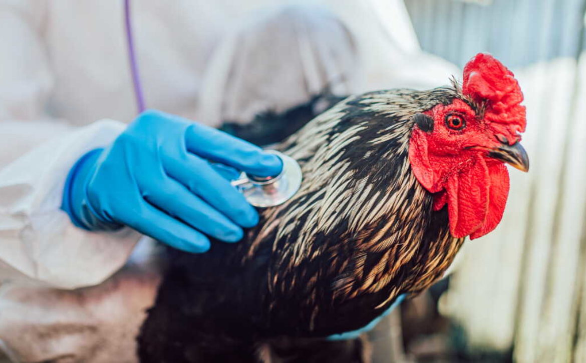 A veterinarian attentively examines a rooster with a stethoscope, ensuring the bird's health in a farm setting.