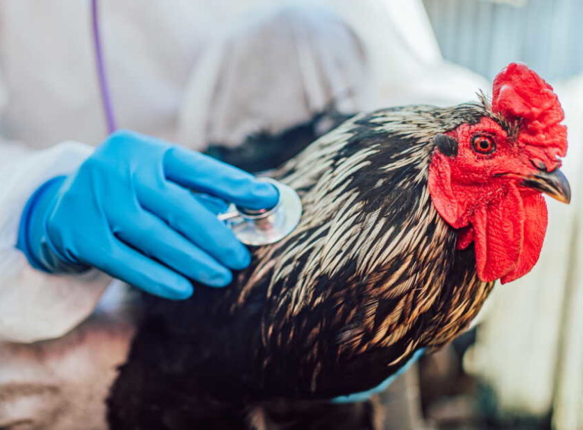 A veterinarian attentively examines a rooster with a stethoscope, ensuring the bird's health in a farm setting.