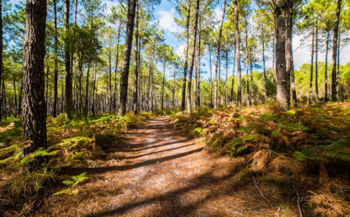 pine forest in the south west of France taken with a wide angle