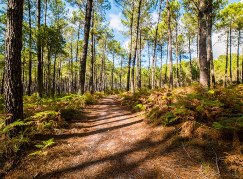 pine forest in the south west of France taken with a wide angle